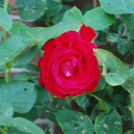 Bed&brood De Straverdonk