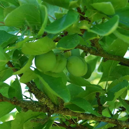 Bed&brood De Straverdonk Graft