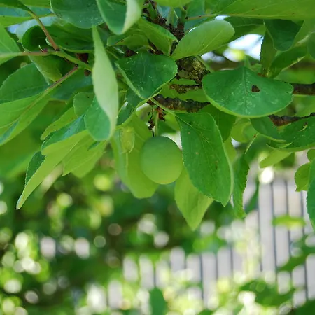 Nyaraló Bed&brood De Straverdonk *