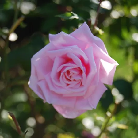 Semesterbostad Bed&brood De Straverdonk Graft