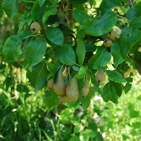 Semesterbostad Bed&brood De Straverdonk *